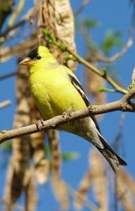 220px-male_american_goldfinch_in_lodi_ca